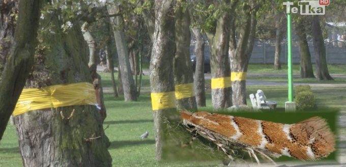 szkodnik