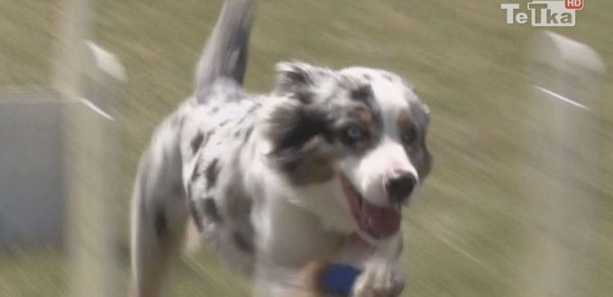 flyball