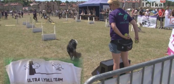 flyball