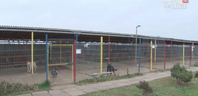 każdy z nas może pomóc zwierzętom przetrwać zimę