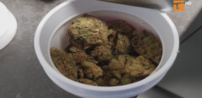 Medyczna marihuana dostępna w Tczewie