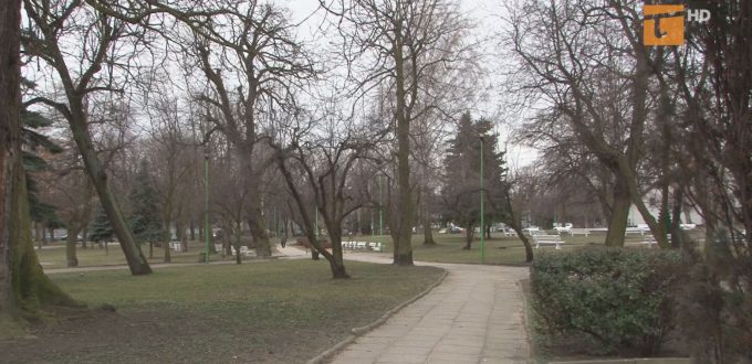 Już w lutym prowadzone były prace pielęgnacyjne drzew