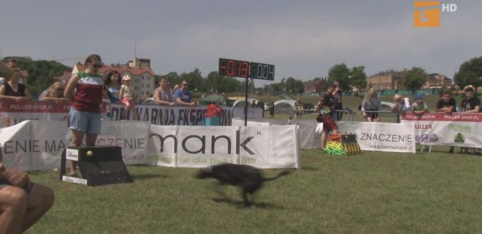 Psie zawody flyball