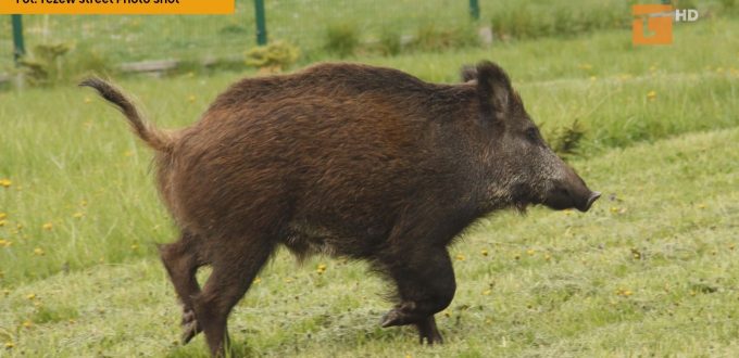 Społeczny protest nie ocalił dzika