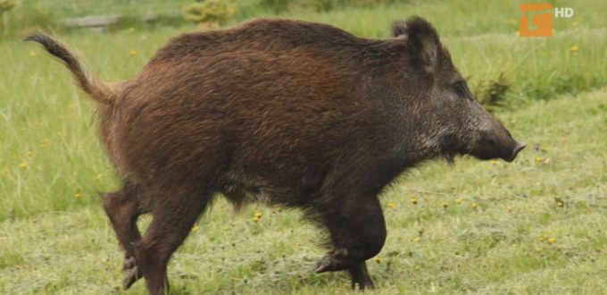 Uśmiercony dzik był zdrowy