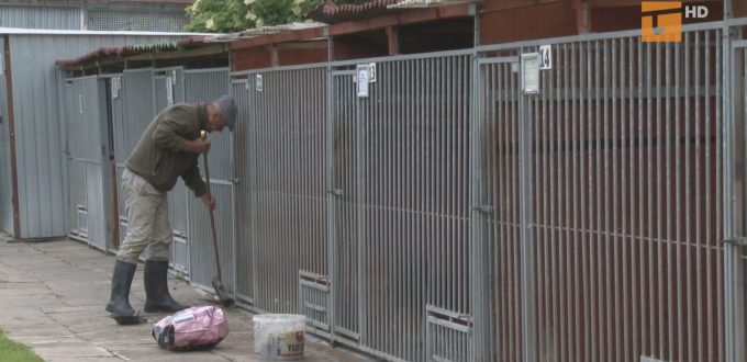 Wrócił wolontariat w tczewskim azylu
