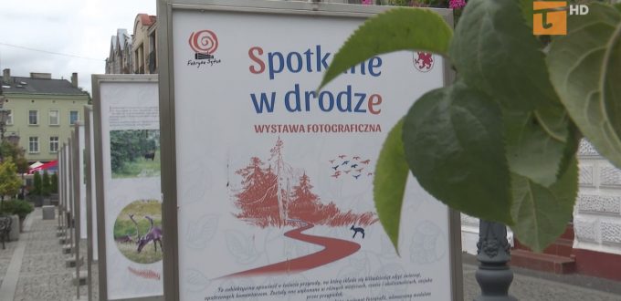 zwierzęta wystawa