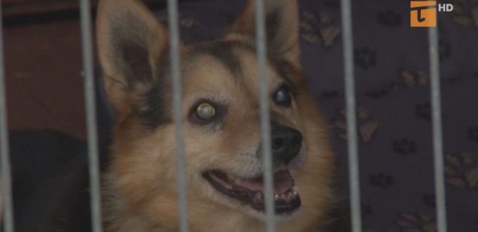Więcej adopcji zwierząt podczas pandemii