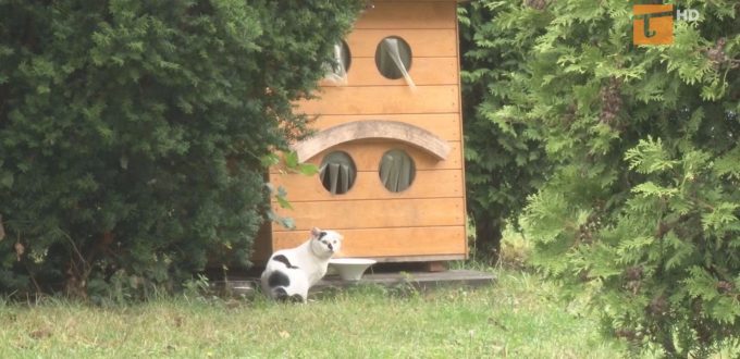 Pomagają bezdomnym kotom