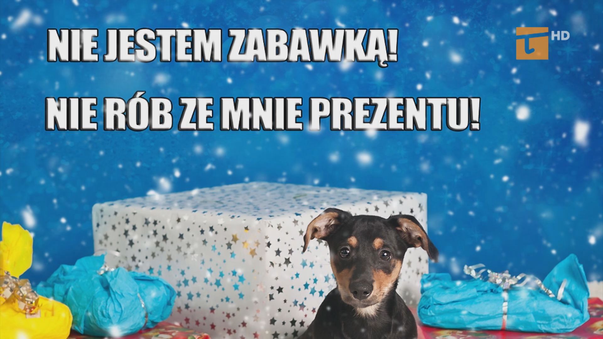 Zwierzę to nie prezent Tv Tetka Tczew