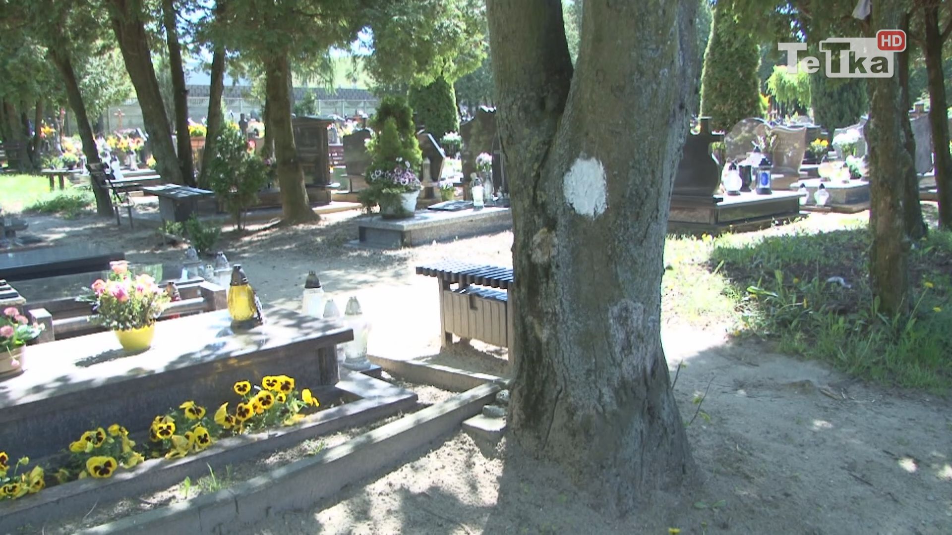 drzewo na cmentarzu