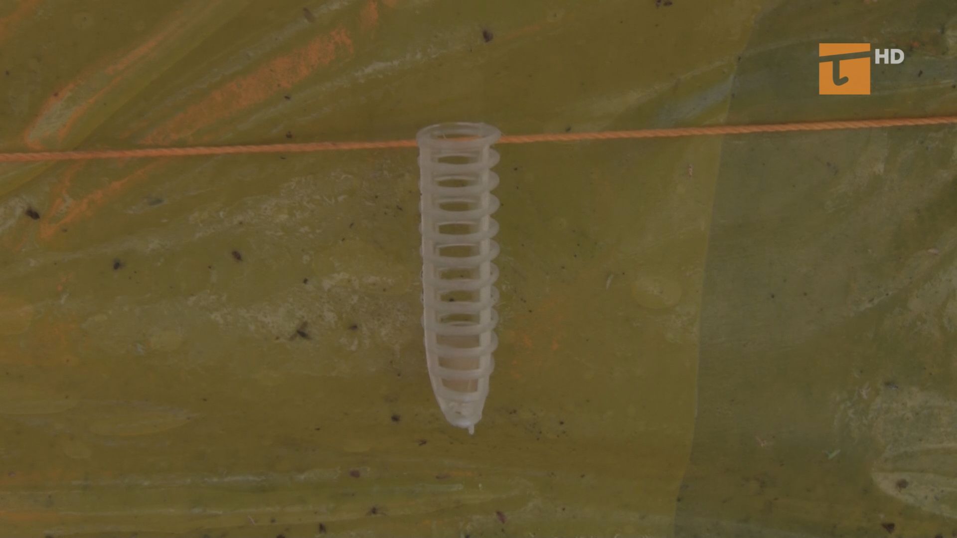 Opaski z feromonami mają odstraszyć inwazyjnego motyla kasztanowców