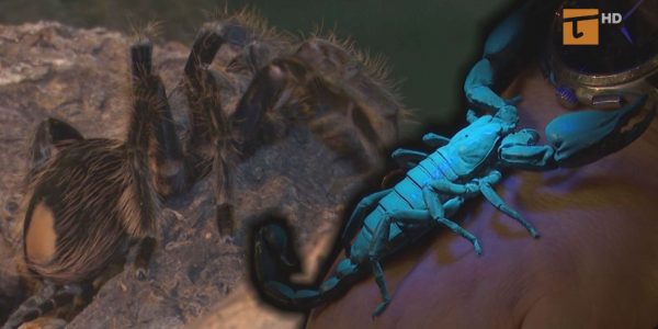 Pająki i skorpiony nie muszą być straszne