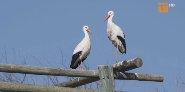 policzyli bociany