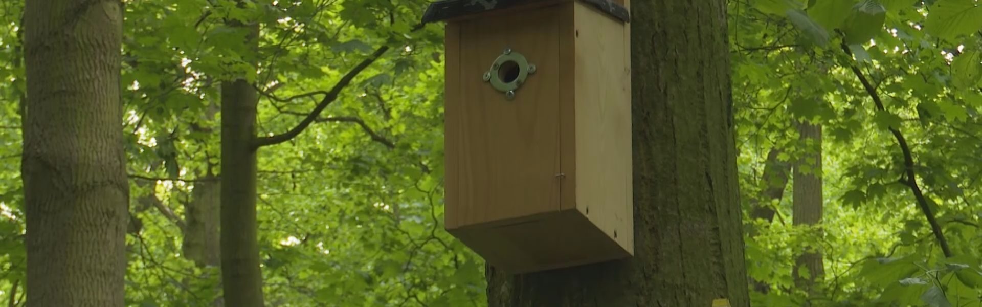 Ptaki i nietoperze z parku otrzymały nowe domy