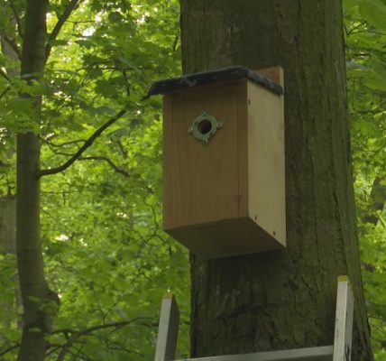 Ptaki i nietoperze z parku otrzymały nowe domy