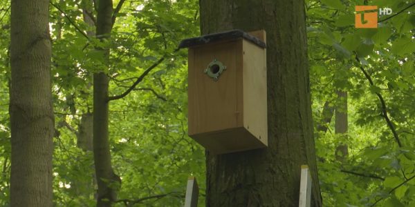 Ptaki i nietoperze z parku otrzymały nowe domy
