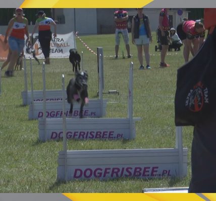 flyball ósmy