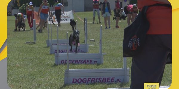 flyball ósmy