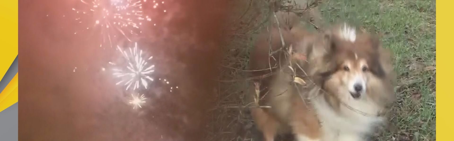 Pomóż zwierzętom przetrwać sylwestra