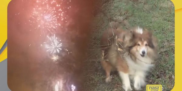 Pomóż zwierzętom przetrwać sylwestra