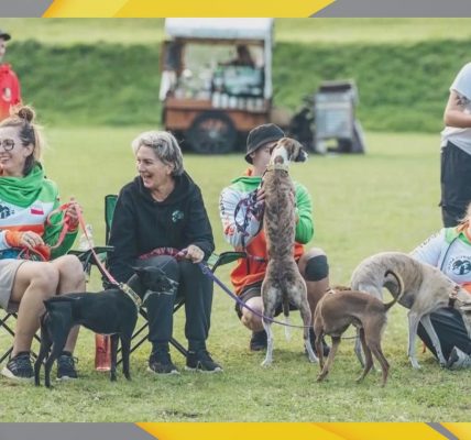 flyball tczew