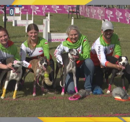 Flyball zwycięzca